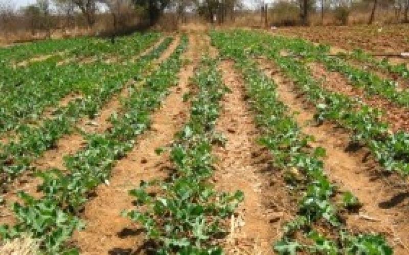 Shashe Agroecology School